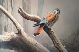 Image of a kestrel